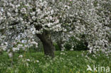 Apple (Malus domesticus)