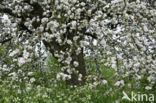 Apple (Malus domesticus)