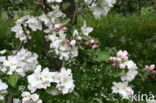 Apple (Malus domesticus)