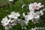 Apple (Malus domesticus)