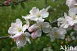 Apple (Malus domesticus)