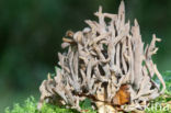 Cinereous Clavaria (Clavulina cinerea)