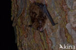 Whiskered Bat (Myotis mystacinus)