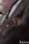 Whiskered Bat (Myotis mystacinus)