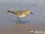 Bairds Strandloper (Calidris bairdii)