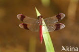band-winged dragonfly (Sympetrum pedemontanum)