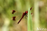 band-winged dragonfly (Sympetrum pedemontanum)