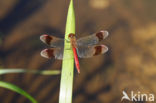 band-winged dragonfly (Sympetrum pedemontanum)