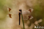 band-winged dragonfly (Sympetrum pedemontanum)