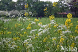 Winter-cress