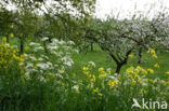 Winter-cress