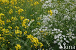 Winter-cress