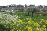 Winter-cress