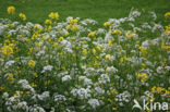 Winter-cress