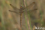 Beekoeverlibel (Orthetrum coerulescens) 