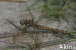 Beekoeverlibel (Orthetrum coerulescens) 