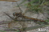 Beekoeverlibel (Orthetrum coerulescens) 