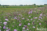 Field Scabious (Knautia arvensis)