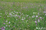 Beemdkroon (Knautia arvensis) 