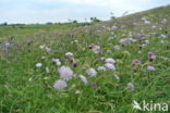 Beemdkroon (Knautia arvensis) 