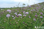 Beemdkroon (Knautia arvensis) 