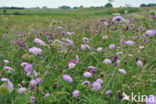 Beemdkroon (Knautia arvensis) 