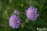 Beemdkroon (Knautia arvensis) 