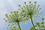 Giant Hogweed (Heracleum mantegazzianum)