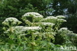 Giant Hogweed (Heracleum mantegazzianum)