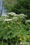 Giant Hogweed (Heracleum mantegazzianum)