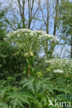 Giant Hogweed (Heracleum mantegazzianum)