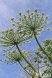 Giant Hogweed (Heracleum mantegazzianum)