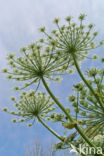 Giant Hogweed (Heracleum mantegazzianum)