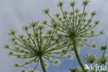 Giant Hogweed (Heracleum mantegazzianum)