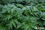 Giant Hogweed (Heracleum mantegazzianum)