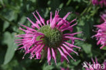 scarlet beebalm (Monarda didyma)