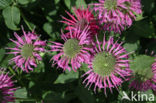 scarlet beebalm (Monarda didyma)