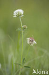 Bergklaver  (Trifolium montanum)