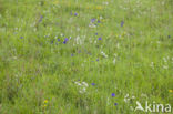 Bergklaver  (Trifolium montanum)