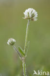 Bergklaver  (Trifolium montanum)