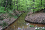 Beuk (Fagus sylvatica)