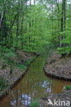 Beuk (Fagus sylvatica)