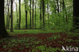 Beech (Fagus sylvatica)