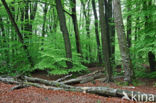 Beech (Fagus sylvatica)