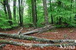 Beuk (Fagus sylvatica)