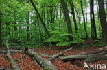 Beuk (Fagus sylvatica)