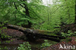 Beech (Fagus sylvatica)