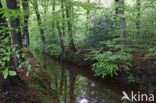 Beech (Fagus sylvatica)