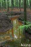 Beech (Fagus sylvatica)