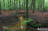 Beech (Fagus sylvatica)